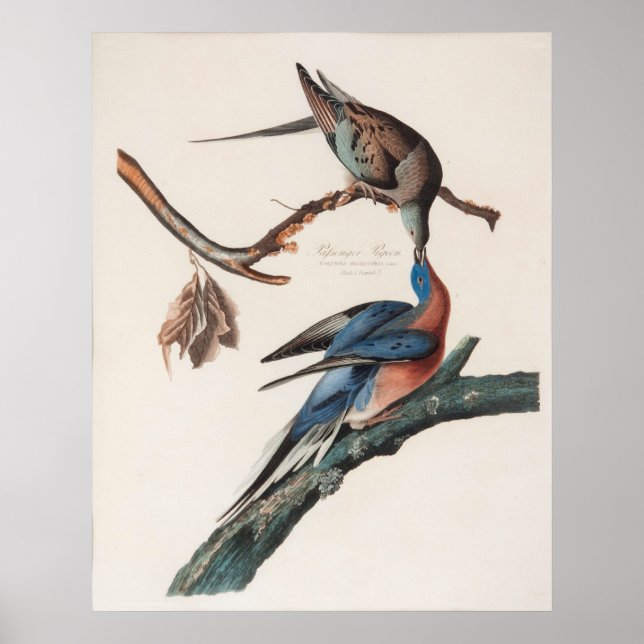 Póster Paloma de pasajero (1838) Juan J. Audubon (Frente)