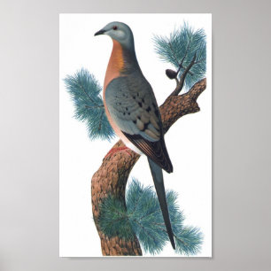 Póster Paloma de pasajero - migratorius P/folio del