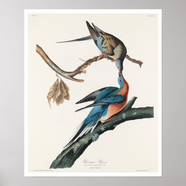 Póster Paloma de pasajeros por Poster Audubon (Frente)