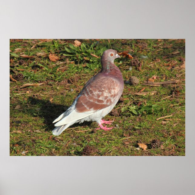 Póster Paloma en el lago Cardiff en Roath Park (Frente)