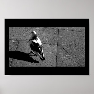 Póster Paloma en Venecia