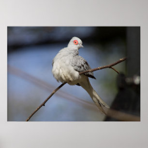 Póster Paloma hermosa dulce del diamante