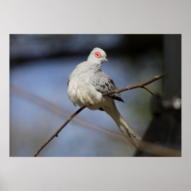 Póster Paloma hermosa dulce del diamante (Frente)