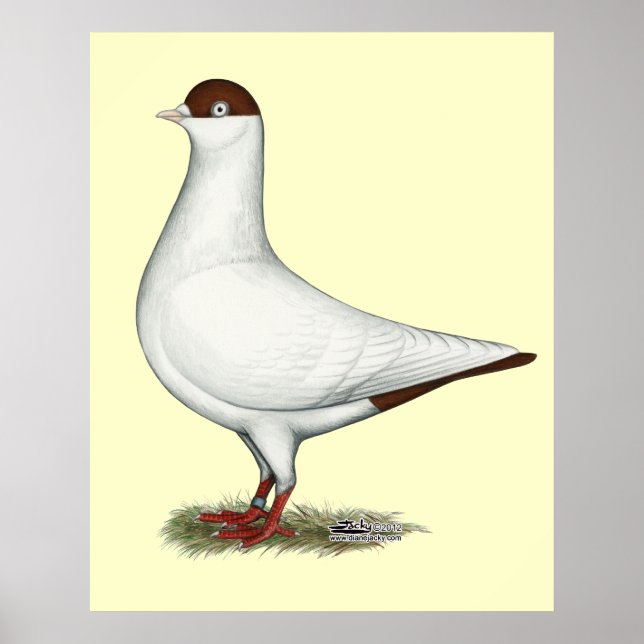 Póster Paloma holandesa (Frente)