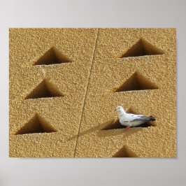 Póster Paloma pacífica