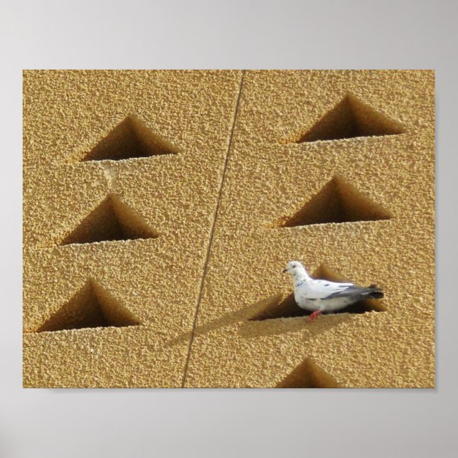 Póster Paloma pacífica (Frente)