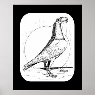 Póster Paloma portadora inglesa1978