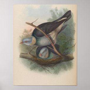 Póster Paloma Turca de collar por John Gould Imprimir