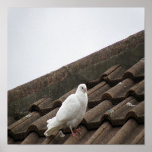 Póster Palomas 36