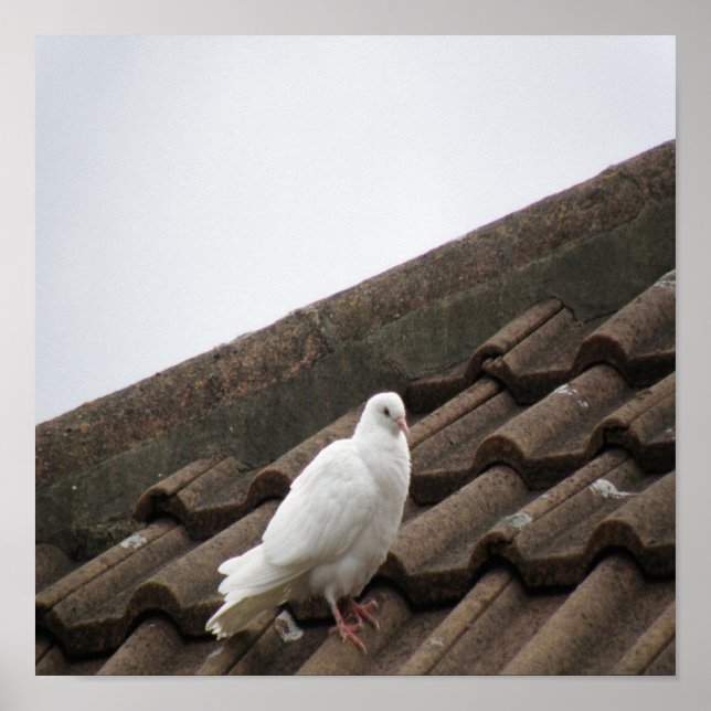 Póster Palomas 36 (Frente)