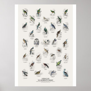 Póster Palomas - Biblioteca del Naturalista