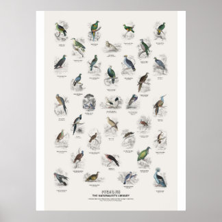 Póster Palomas - Biblioteca del Naturalista