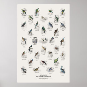 Póster Palomas - Biblioteca del Naturalista