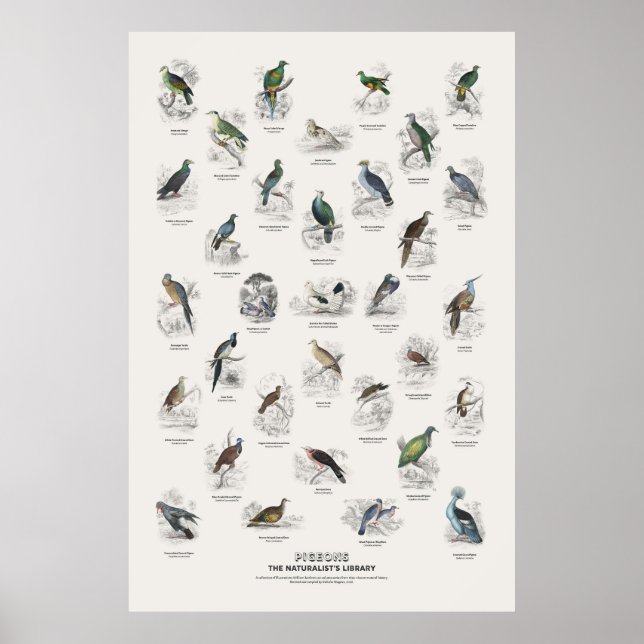 Póster Palomas - Biblioteca del Naturalista (Frente)