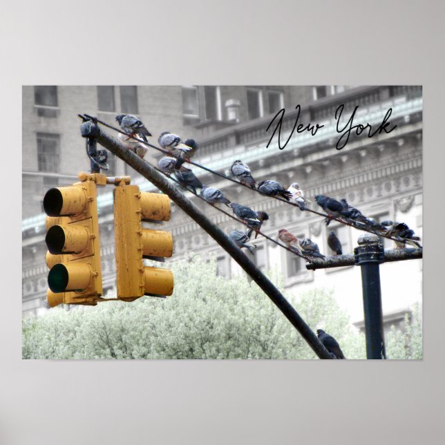 Póster Palomas de Nueva York (Frente)