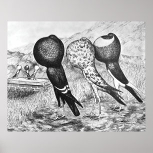 Póster Palomas del Pouter de Brunner