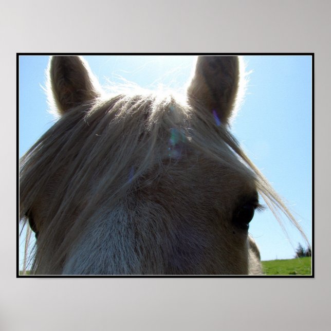 Póster Palomino (Frente)