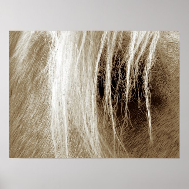 Póster Palomino En Sepia (Frente)