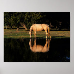 Póster Palomino Grazing By Lake Con Reflexión