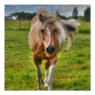 Póster Palomino Paint Horse & Field Photo