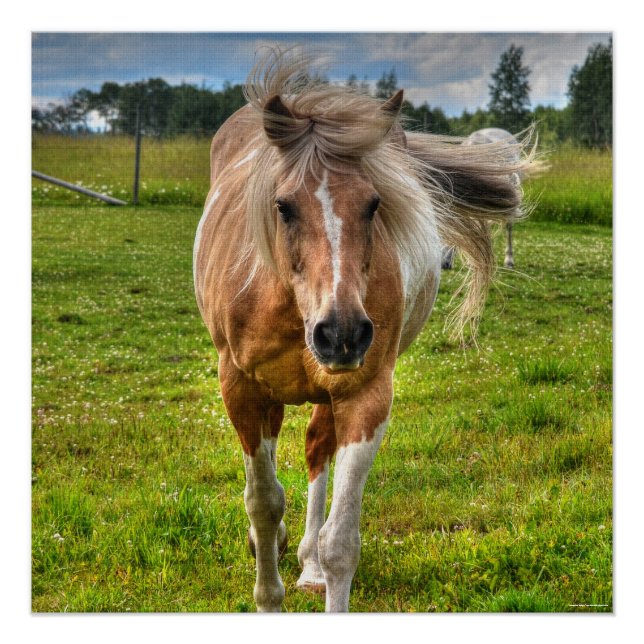 Póster Palomino Paint Horse & Field Photo (Anverso)