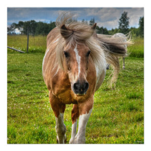 Póster Palomino Paint Horse & Field Photo