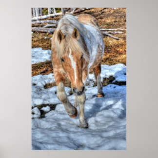 Póster Palomino Paint Ranch Caballo y Equino amante de la