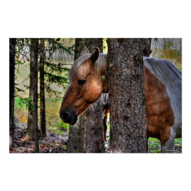 Póster Palomino Paint Stallion & Forest Equine Photo (Anverso)