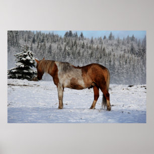 Póster Palomino pinta caballo y equino de nieve foto