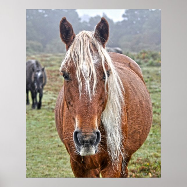 Póster Palomino Pony Hampshire, Reino Unido (Frente)