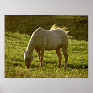 Póster Palomino Sunset