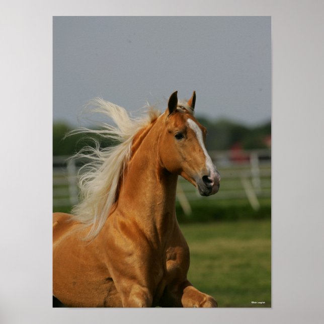 Póster Palomino Tennesee Walking Horse Stallion (Frente)
