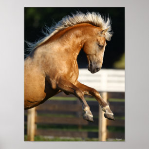 Póster Palomino Tennessee Walker Stallion Rearing