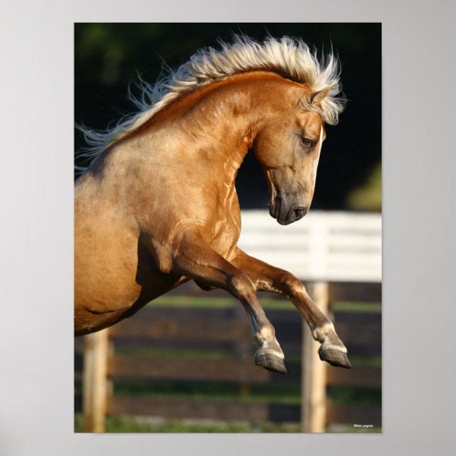 Póster Palomino Tennessee Walker Stallion Rearing (Frente)