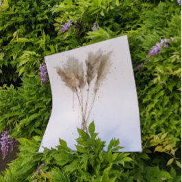 Póster Pampas Grass