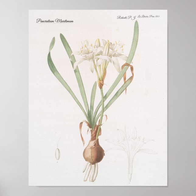 Póster Pancratium Maritimum (Frente)