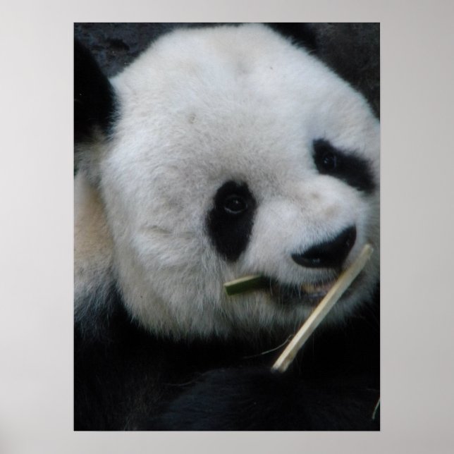 Póster Panda (Frente)