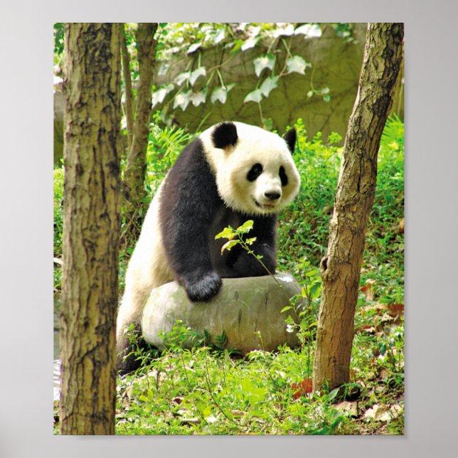 Póster Panda (Frente)