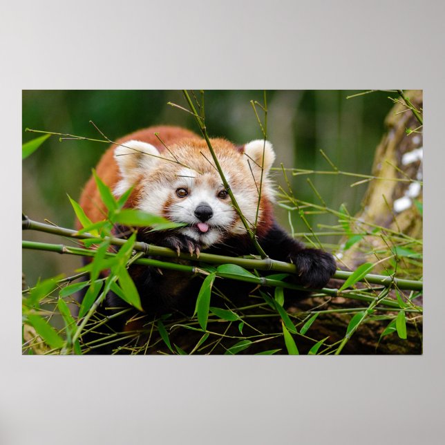 Póster Panda (Frente)