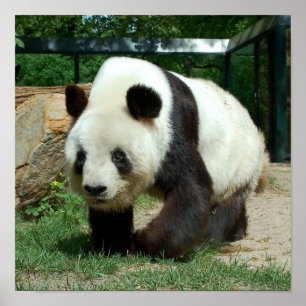 Póster Panda Bear