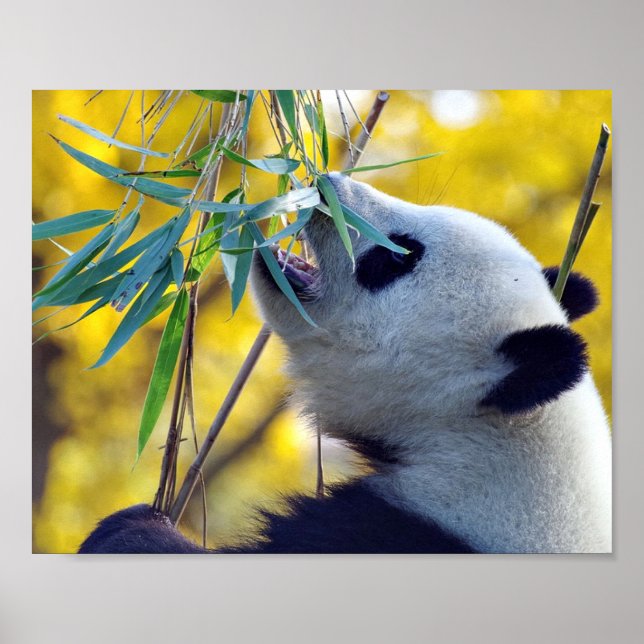 Póster Panda Bear comiendo Bamboo (Frente)
