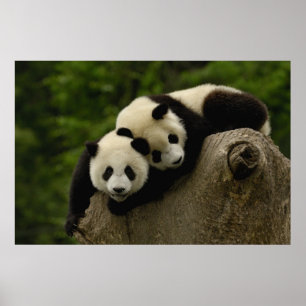 Póster Panda bebés gigantes Ailuropoda melanoleuca) 6