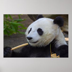 Póster Panda comiendo poster de árbol de bambú
