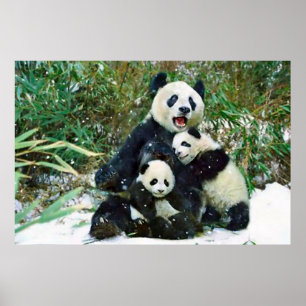 Póster Panda cubs poster