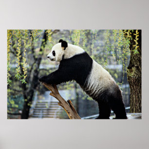 Póster Panda de pie