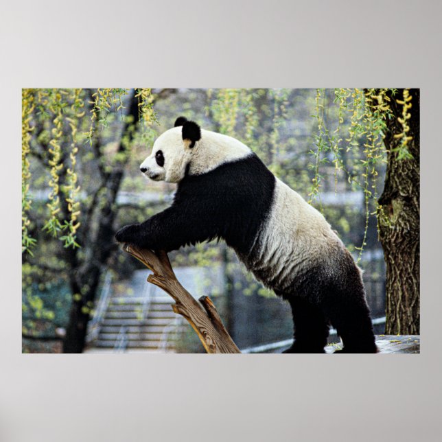 Póster Panda de pie (Frente)