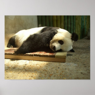 Póster Panda durmiente