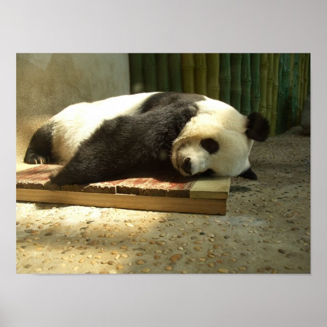 Póster Panda durmiente (Frente)
