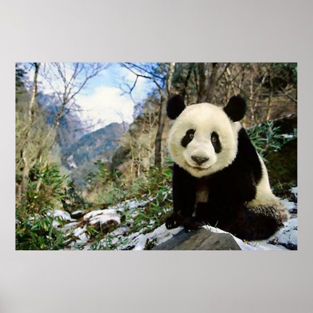 Póster Panda en el poster de montaña (Frente)