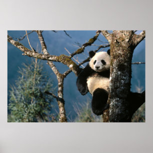 Póster Panda en un poster 3 del árbol